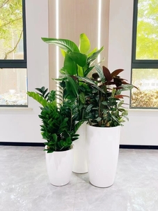 专业的鄞州植物租摆，为空间注入生机与自然之美！